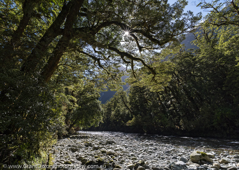 image of Castle River forest 2