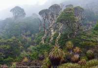 Anne Range, Tasmanian Wilderness World Heritage Area.