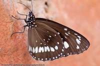 AUSTRALIA, Western Australia, West Kimberley. Lesser Wanderer butterfly (Danaus chrysippus petilita), common in Kimberley region.