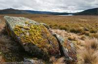 AUSTRALIA, Tasmania, Vale of Belvoir. AUSTRALIA, Tasmania, Vale of Belvoir. Basalt glacial erratic boulder, with lichen & moss community, Vale of Belvoir Conservation Area