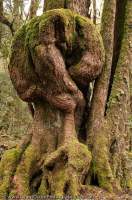 AUSTRALIA, Tasmania, Vale of Belvoir. Burl on trunk of Myrtle beech tree, temperate rainforest.