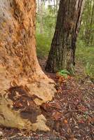 AUSTRALIA, NSW, Katoomba, Blue Mountains National Park. Trunks of Smooth-barked Apple (Angophora costata) & Black Ash (Eucalyptus sieberi), Ruined Castle Ridge, Greater Blue Mountains World Heritage Area.