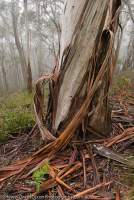 AUSTRALIA, NSW, Blue Mountains, Jenolan Caves. Ribbon gum (Eucalyptus viminalis) woodland in mist, near Jenolan Caves, Greater Blue Mountains World Heritage Area.