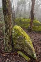 AUSTRALIA, NSW, Blue Mountains, Kanangra-Boyd National Park. Highland forest & mossy granite boulders in fog, Mt Colboyd, Greater Blue Mountains World Heritage Area.