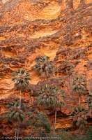 AUSTRALIA, Western Australia, East Kimberley, Purnululu National Park (Bungle Bungles). Livistonia Palms & eroded sandstone cliffs, Piccanniny Creek gorge.