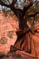 AUSTRALIA, Western Australia, East Kimberley, Purnululu National Park (Bungle Bungles).  Tree roots embrace boulder, Piccanniny Creek gorge.