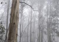 Misty eucalypt forest, Mt Bogong, Alpine National Park, Victoria.