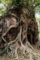 CAMBODIA, Siem Reap. Prasat Bram temple, several brick towers enclosed by tree roots, part of 10th century Ankorian site at Koh Ker.