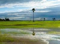CAMBODIA, Siem Reap area. Evening over flooded rice fields.