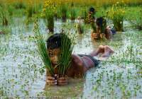 CAMBODIA, Siem Reap area.  Boys playing in rice field.