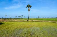 CAMBODIA, Siem Reap. Isolated palm tree in rice paddy field at village in Puok district.