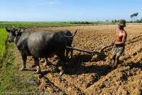 CAMBODIA, Siem Reap. Khmer man and water buffalo ploughing field, Puok district.