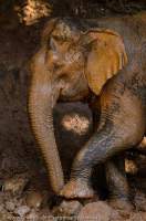 CAMBODIA, Mondulkiri, Sen Monorom. Rescued, former working elephants in mud wallow, Elephant Valley Project.
