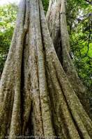 CAMBODIA, Mondulkiri, Sen Monorom. Buttressed tree trunks, Angdong Kraloeng area, Siema Protected Forest.