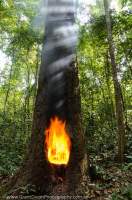 CAMBODIA, Mondulkiri, Sen Monorom. Fire lit in hollowed tree to encourage flow of resin (used to protect/preserve wood on houses etc), Angdong Kraloeng area, Siema Protected Forest.