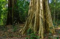 CAMBODIA, Mondulkiri, Sen Monorom. Buttressed trunks of rainforest trees, Angdong Kraloeng area, Siema Protected Forest.