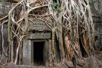 CAMBODIA, Siem Reap, Temples of Angkor. Strangler fig tree envelopes stoenwork at Ta Prohm, temple monastery built in late 12th century.