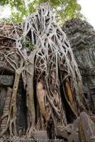 CAMBODIA, Siem Reap, Temples of Angkor. Strangler fig tree envelopes stoenwork at Ta Prohm, temple monastery built in late 12th century.