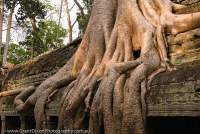 CAMBODIA, Siem Reap, Temples of Angkor. Silk-cotton tree astride stone gallery at Ta Prohm, temple monastery built in late 12th century.