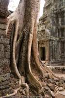 CAMBODIA, Siem Reap, Temples of Angkor. Buttressed trunk of silk-cotton tree amongst inner towers at Ta Prohm, temple monastery built in late 12th century.