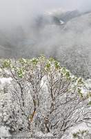 AUSTRALIA, Tasmania, Franklin-Gordon Wild Rivers National Park, Frenchmans Cap. Ice-encrusted Varnished Gum shrub, winter.