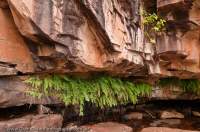 AUSTRALIA, Western Australia, West Kimberley. Ferns grow from fissure in sandstone cliff, kept damp in dray season by seepage, Charnley River gorge.