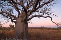 AUSTRALIA, Western Australia, East Kimberley, Kununurra. Cockburn Range, El Questro Wilderness Park.  Boab (Adansonia gregorii), in dry season when tree is deciduous, dawn.