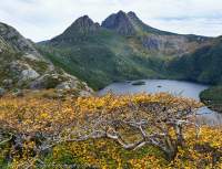 Deciduous Southern Beech (Nothofagus gunnii) at Cradle Mtn, Cradle Mountain - Lake St Clair National Park, Tasmanian Wilderness World Heritage Area.