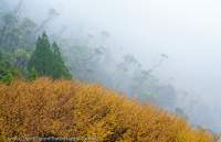 Autumn, Cradle Mountain area, Tasmanian Wilderness World Heritage Area