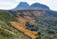 Autumn, Cradle Mountain area, Tasmanian Wilderness World Heritage Area