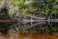 Huon pine on Davey River, Southwest National Park, Tasmanian Wilderness World Heritage Area