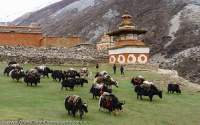 NEPAL, Dolpo. Grazing yaks on meadow beside Shey Gompa, laden with goods en route to Yarsagumba harvest in high grasslands.