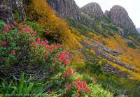 Autumn colours of Deciduous Beech (Nothofagus gunni) & Mountain Rocket (Bellendena montana), Du Cane Range, Cradle Mountain - Lk St Clair National Park, Tasmanian Wilderness World Heritage Area.