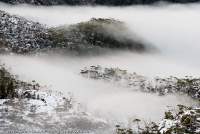AUSTRALIA, Tasmania, Cradle Mountain-Lake St Clair National Park. Mist wreaths alpine eucalypt forest in The Labyrinth, Du Cane Range, winter.