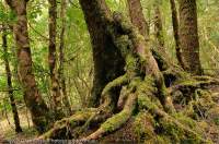 AUSTRALIA, Tasmania, West Coast Range. Mossy roots of Myrtle Beech tree in temperate rainforest, Mt Dundas.