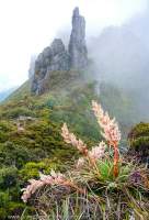 Richea dracophylla, Eastern Arthur Range, Southwest National Park, Tasmanian Wilderness World Heritage Area.