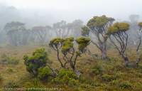 Federation Pk, Southwest National Park, Tasmanian Wilderness World Heritage Area