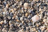 Wave-sorted shells, Spiky Beach, East Coast, Tasmania