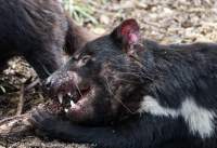 Tasmanian devil feeding, east coast, Tasmania