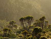 Frankland Range, Tasmanian Wilderness World Heritage Area.