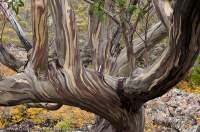 AUSTRALIA, Tasmania, Mt Field National Park. Tasmanian Snowgum (Eucalyptus coccifera) and autumn colour of Deciduous beech (Nothofagus gunnii), Lake Fenton.