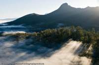 AUSTRALIA, Tasmania, Southwest. Dawn valley mist over tall Eucalypt-dominated wet forest in upper Florentine valley, zoned for logging.
