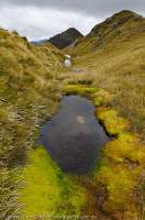 NEW ZEALAND, Fiordland National Park. Tarn & moss, Dark Cloud Range.