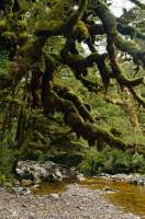 NEW ZEALAND, Fiordland National Park. Dark Cloud Range. Mossy tree, Cascade Creek.