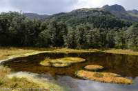 NEW ZEALAND, Fiordland National Park. Sphagnum-rimmed pool in beech forest.
