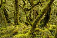 NEW ZEALAND, Fiordland National Park. Mossy temperate rainforest, Spey valley, Dusky Track.