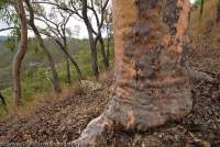 AUSTRALIA, Queensland, Far North. Bark detail in savannah woodland, Great Dividing Range.