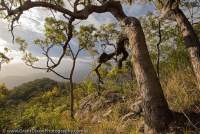 AUSTRALIA, Queensland, Far North. Woodland on northern escarpment of Mt Windsor Tableland.