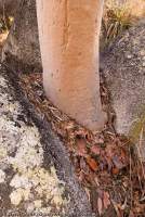 AUSTRALIA, Queensland, Far North. Granite, lichen and exfoliated bark, Mt Windsor Tableland.