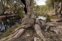AUSTRALIA, Queensland, Far North. Paperbarks beside billabong, Prospect Creek.